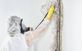 Best Mold Odor Removal Services  in North Granby, CT